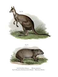 Canguro grigio orientale, 1860